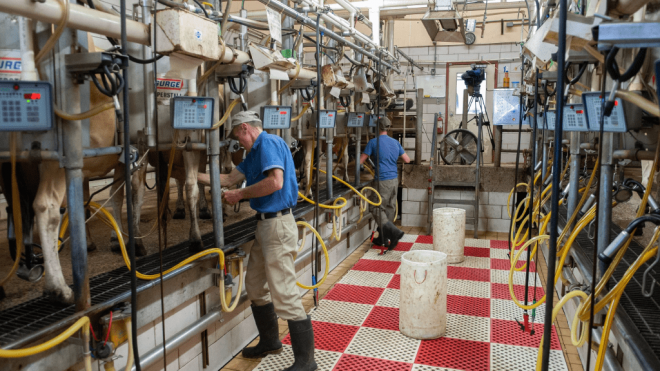 Steps of dairy equipment cleaning