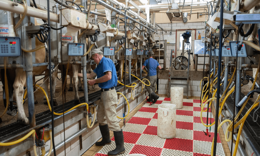 Steps of dairy equipment cleaning